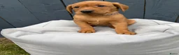 Labrador Retriever dogs for sale: KC Registered Labrador Pups, Mum/Dad Health Tested - Advert 2