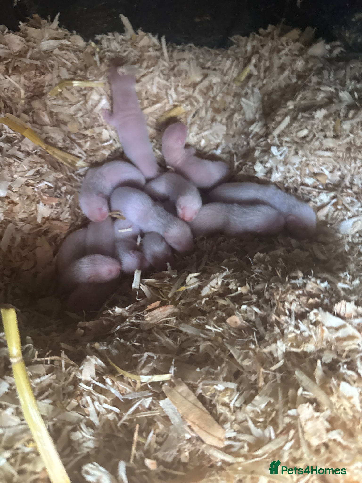 Ferret rodents for sale: Ferrets from working stock  in Dartford - Advert 2