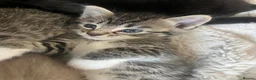 Mixed Breed cats for sale: Stunning Kittens for sale, super friendly - Advert 17
