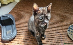 British Shorthair cats for sale: 4 Beautiful Kittens - Image 8