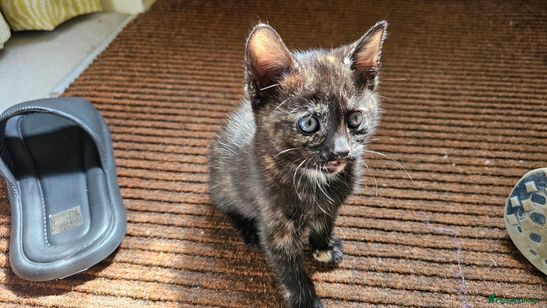 British Shorthair cats for sale: 4 Beautiful Kittens - Image 8