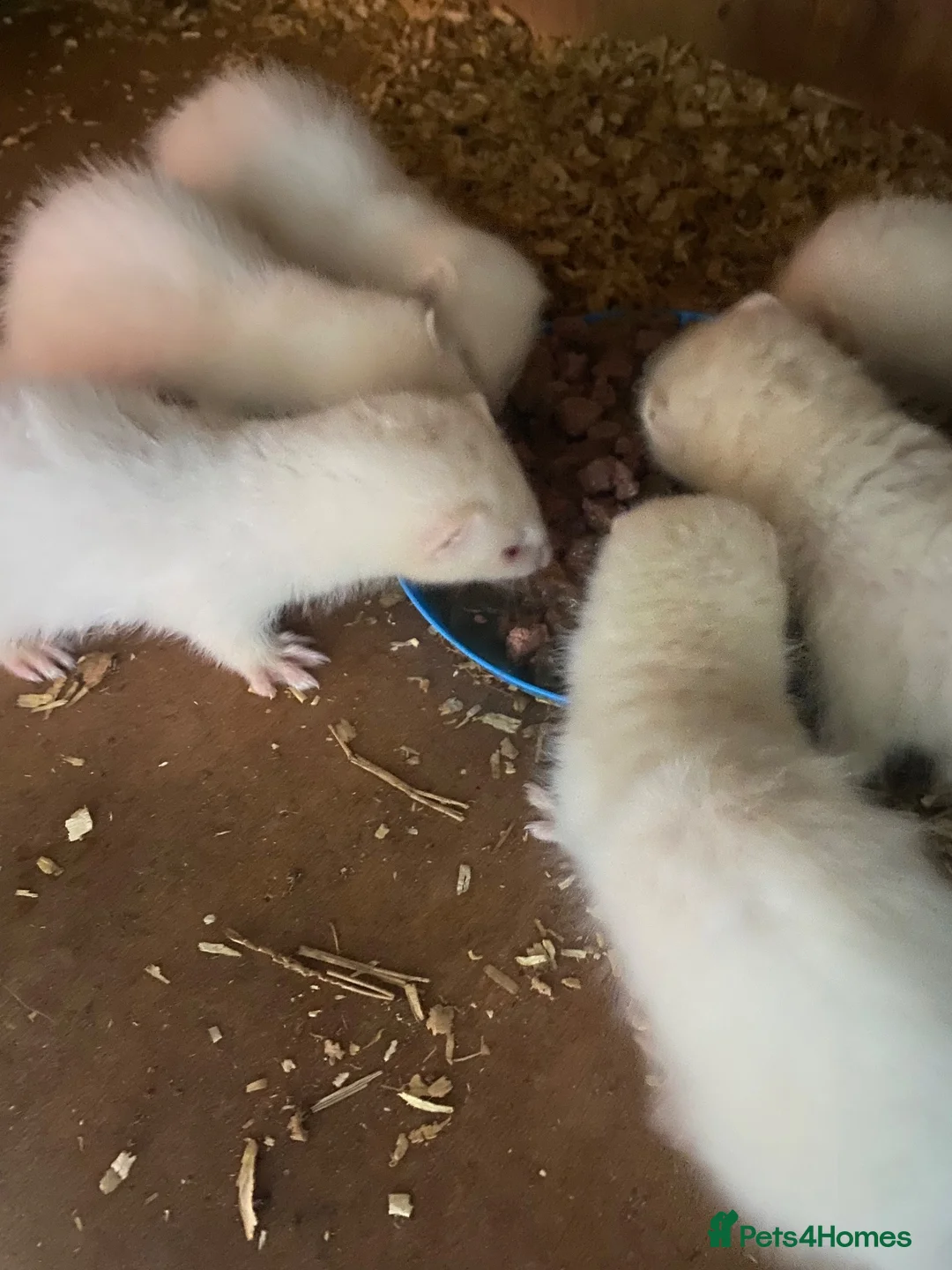 Mixed Breed livestock for sale: Ferrets and polecats in Heywood - Advert 4