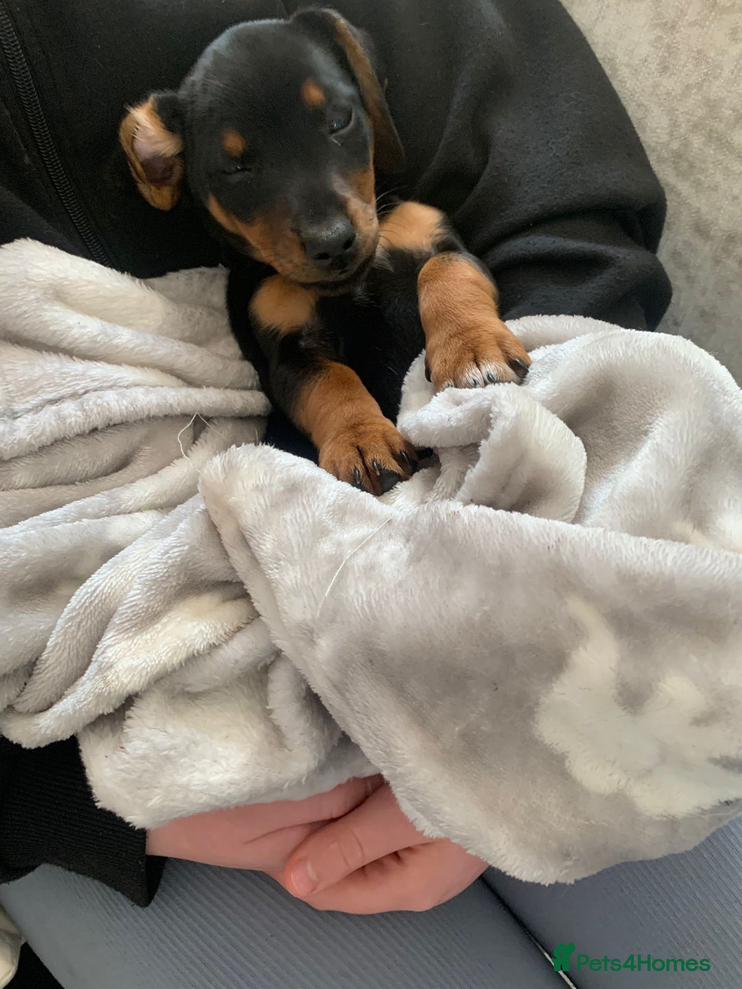 Dachshund dogs for sale: Miniature Dachshund puppy  - Image 4