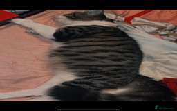 Maine Coon cats for sale: Maine coon cross - Advert 2