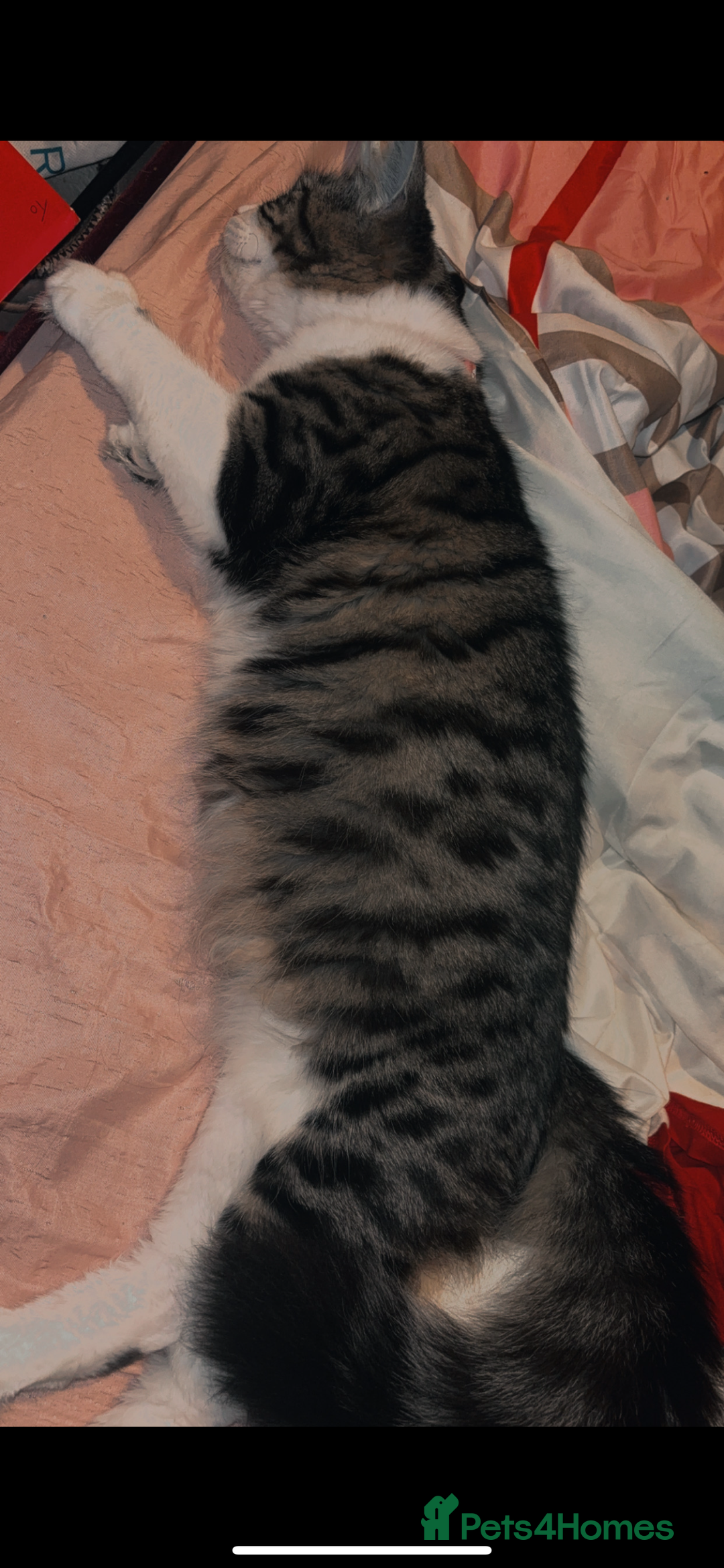 Maine Coon cats for sale: Maine coon cross - Advert 2