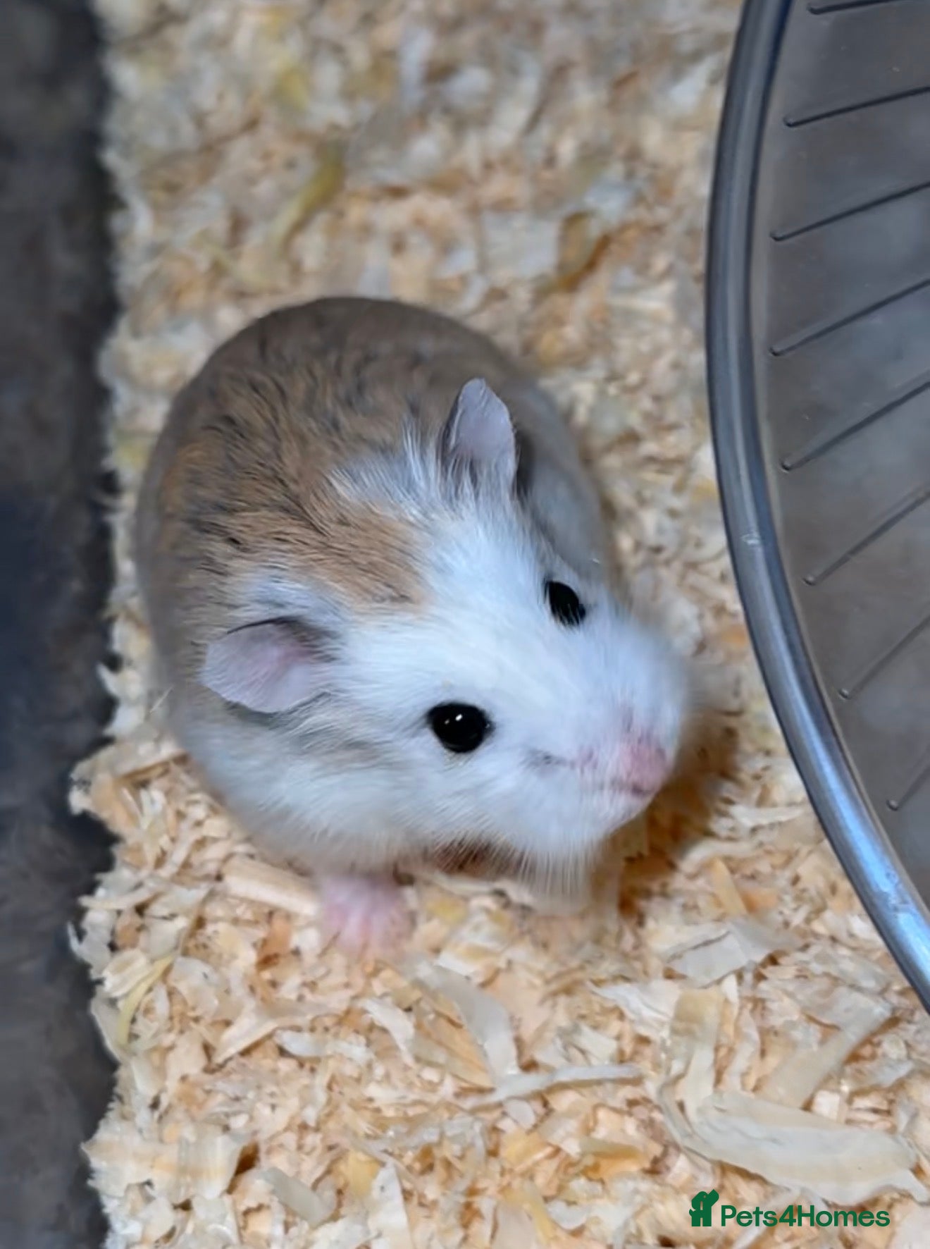 Hamster rodents Baby roborovski dwarf hamster  - Advert 1
