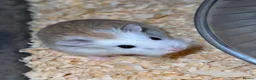 Hamster rodents for sale: Baby roborovski dwarf hamster  in Llandudno - Advert 1