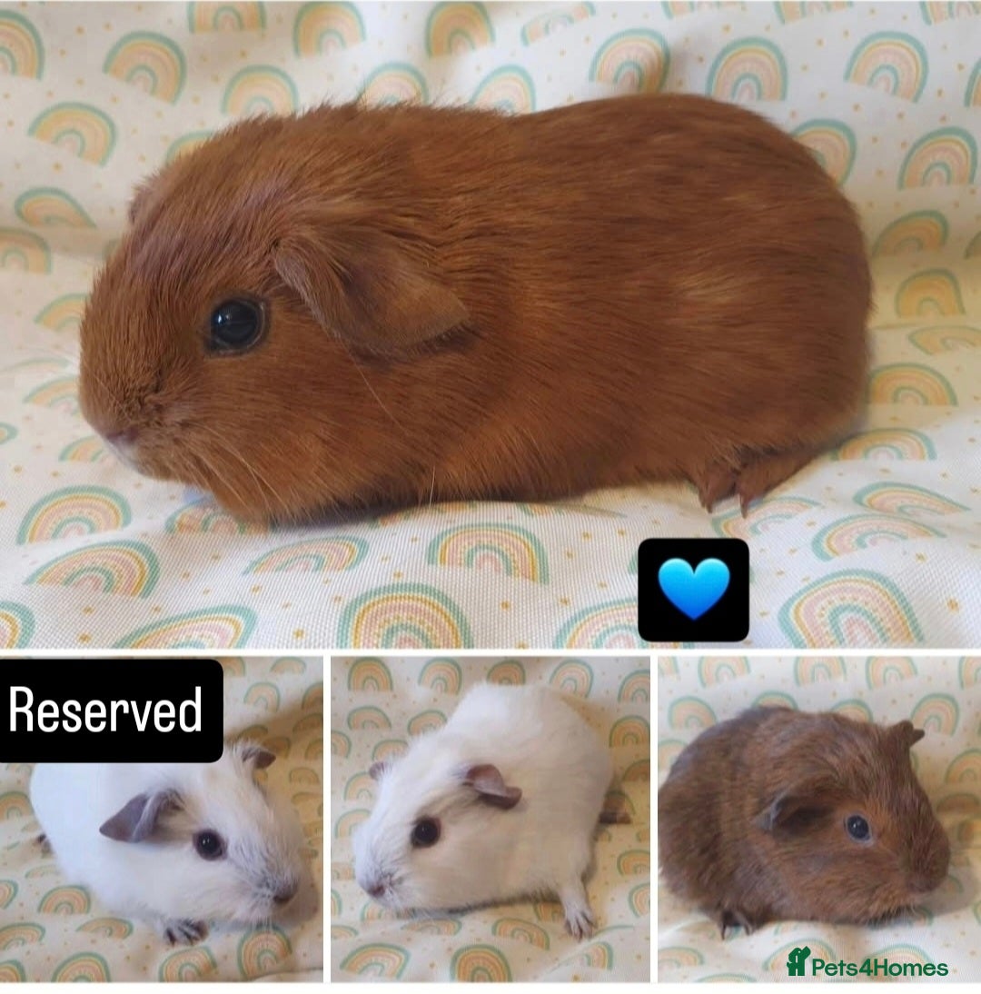 Guinea Pig rodents guinea pigs  - Advert 9