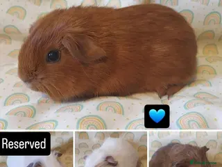 Guinea Pig rodents guinea pigs - Advert 9