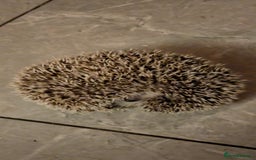 Pygmy Hedgehog rodents for sale: Last stunning female african pygmy hedgehog - Advert 6