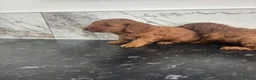 Cavapoo dogs for sale: Ready now f1 Cavapoo puppies (toy poodle) in Wingate - Advert 10
