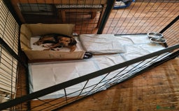 Jack Russell dogs for sale: Jack Russell Terriers  - Image 7