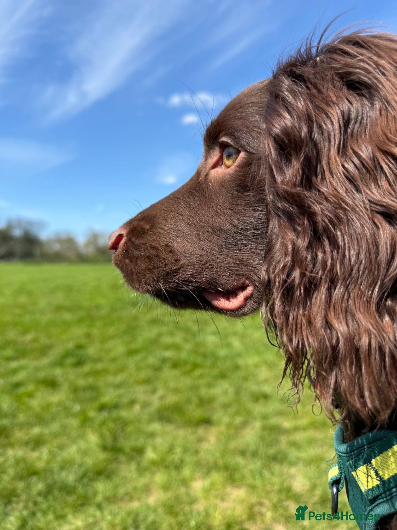 Cocker Spaniel dogs Beautiful cocker male - Advert 1