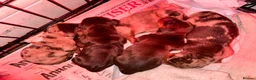 Miniature Dachshund dogs for sale: The sausage squad has arrived!  - Advert 11