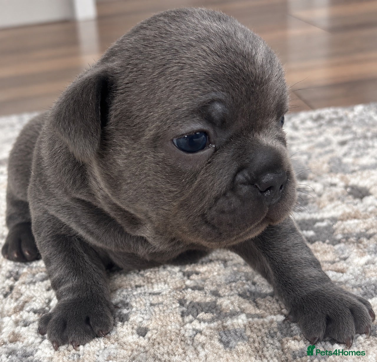 French Bulldog dogs French bulldog - Advert 3