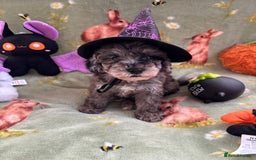 Cockapoo dogs for sale: PRA clear F1b Cockapoo puppies  - Image 8