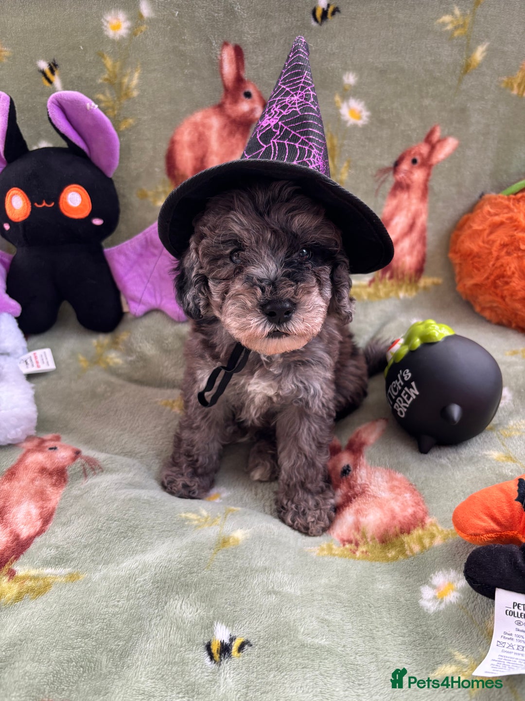 Cockapoo dogs for sale: PRA clear F1b Cockapoo puppies  - Image 8