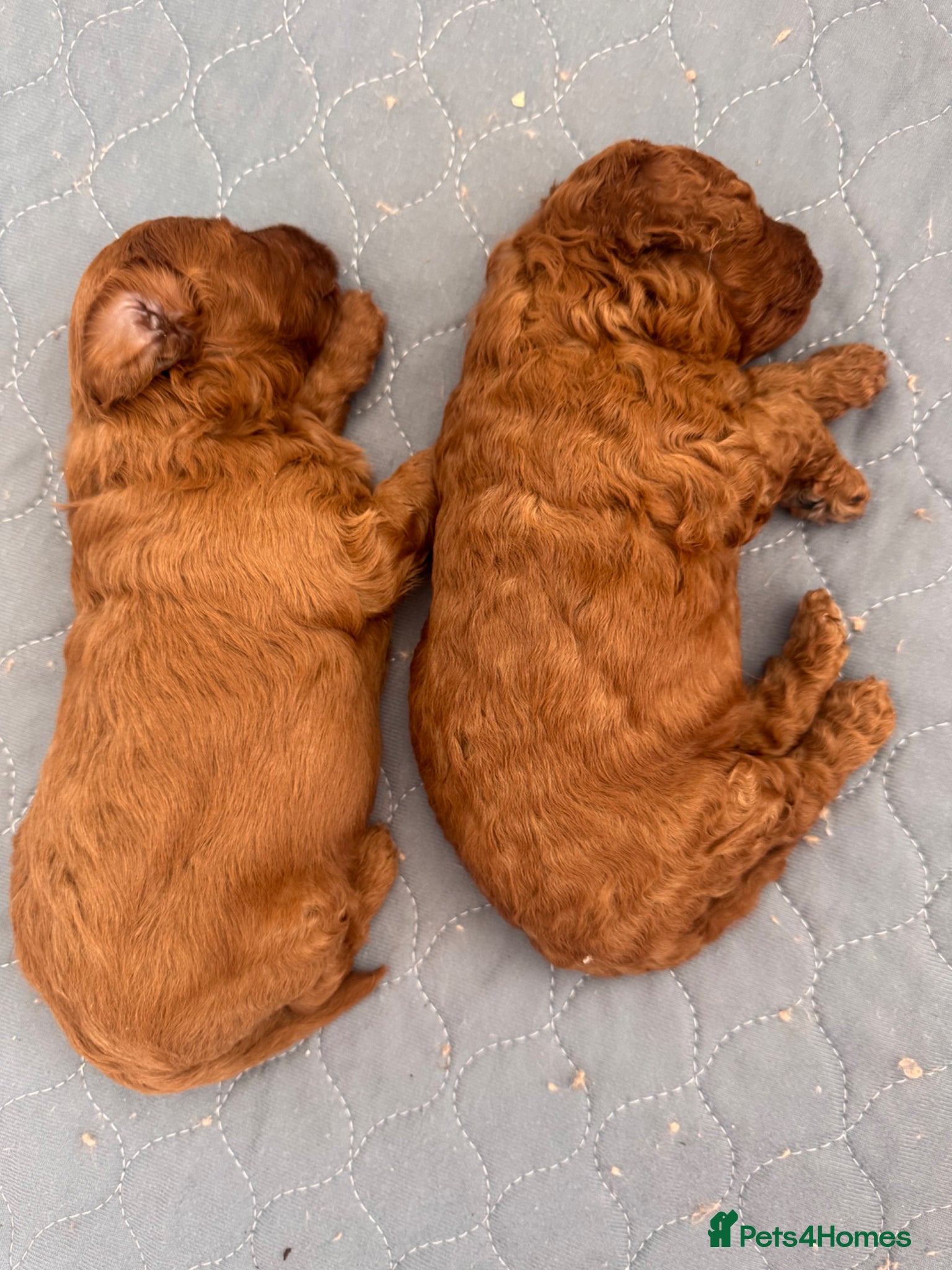 Cavapoo dogs TEDDY BEAR Cavapoo puppies - stunning litter  - Advert 2
