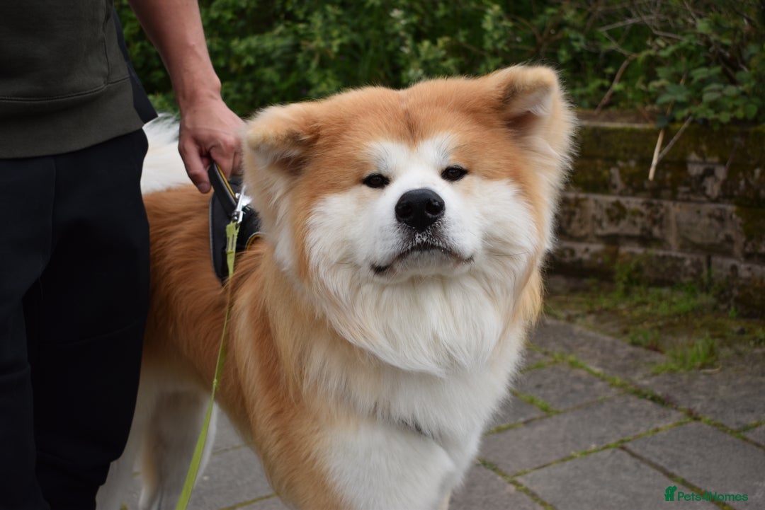 Japanese Akita Inu dogs for stud: 5- Generation KC Pedigree Japanese Akita - inu - Advert 3