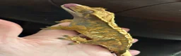 Gecko reptiles for sale: Extreme harlequin pinner - Advert 5