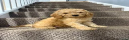 Cockapoo dogs for sale: Two beautiful puppies  - Advert 9