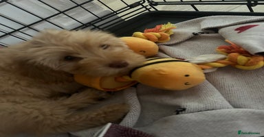 Cockapoo dogs - Advert 14