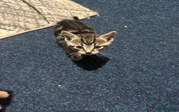 Mixed Breed cats for sale: 3 tabby cats ready in 2 weeks  - Image 8