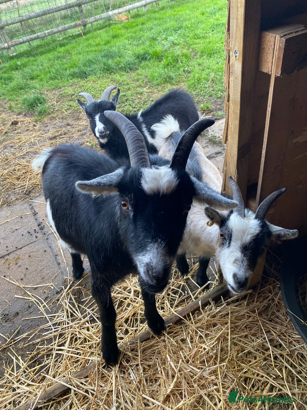 Goats livestock for sale: Six Pygmy goats for sale  - Image 2