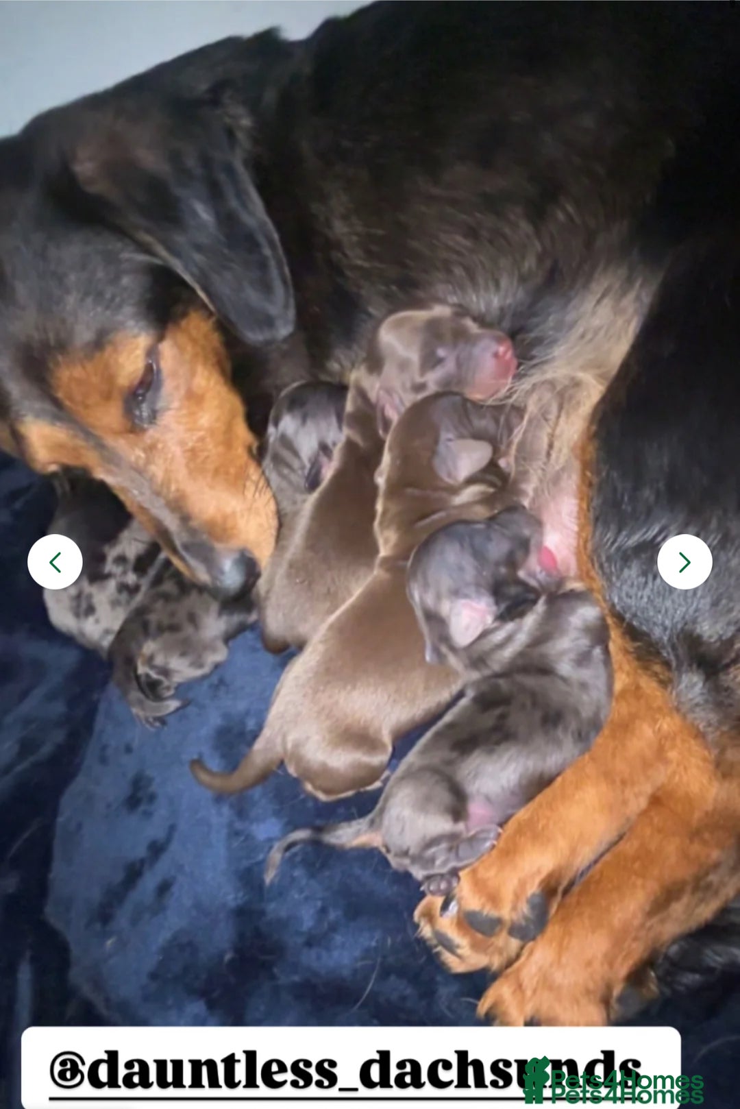 Miniature Dachshund dogs for sale: Stunning miniature Daschund litter kc reg  - Image 18