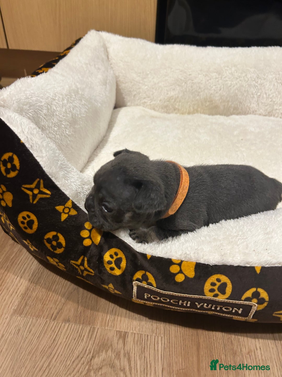 French Bulldog dogs for sale: 5⭐️ french bulldog pups 🐾 - Image 10