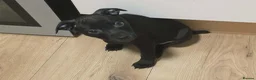 Patterdale Terrier dogs for sale: Patterdale Puppies - 5 Beautiful Bitches - Advert 22