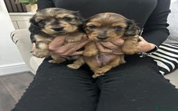 Miniature Dachshund dogs for sale: Long haired miniature dauchands - Advert 1