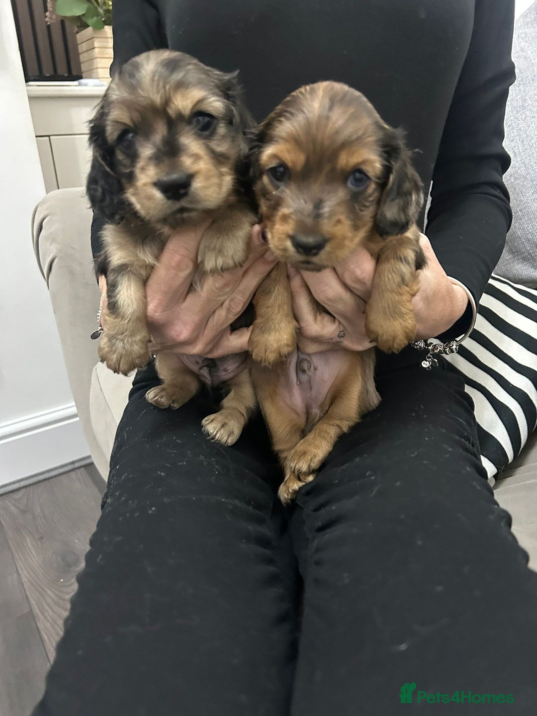 Miniature Dachshund dogs for sale: Long haired miniature dauchands - Advert 1