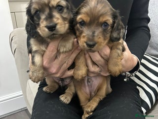 Miniature Dachshund dogs Long haired miniature dauchands - Advert 1