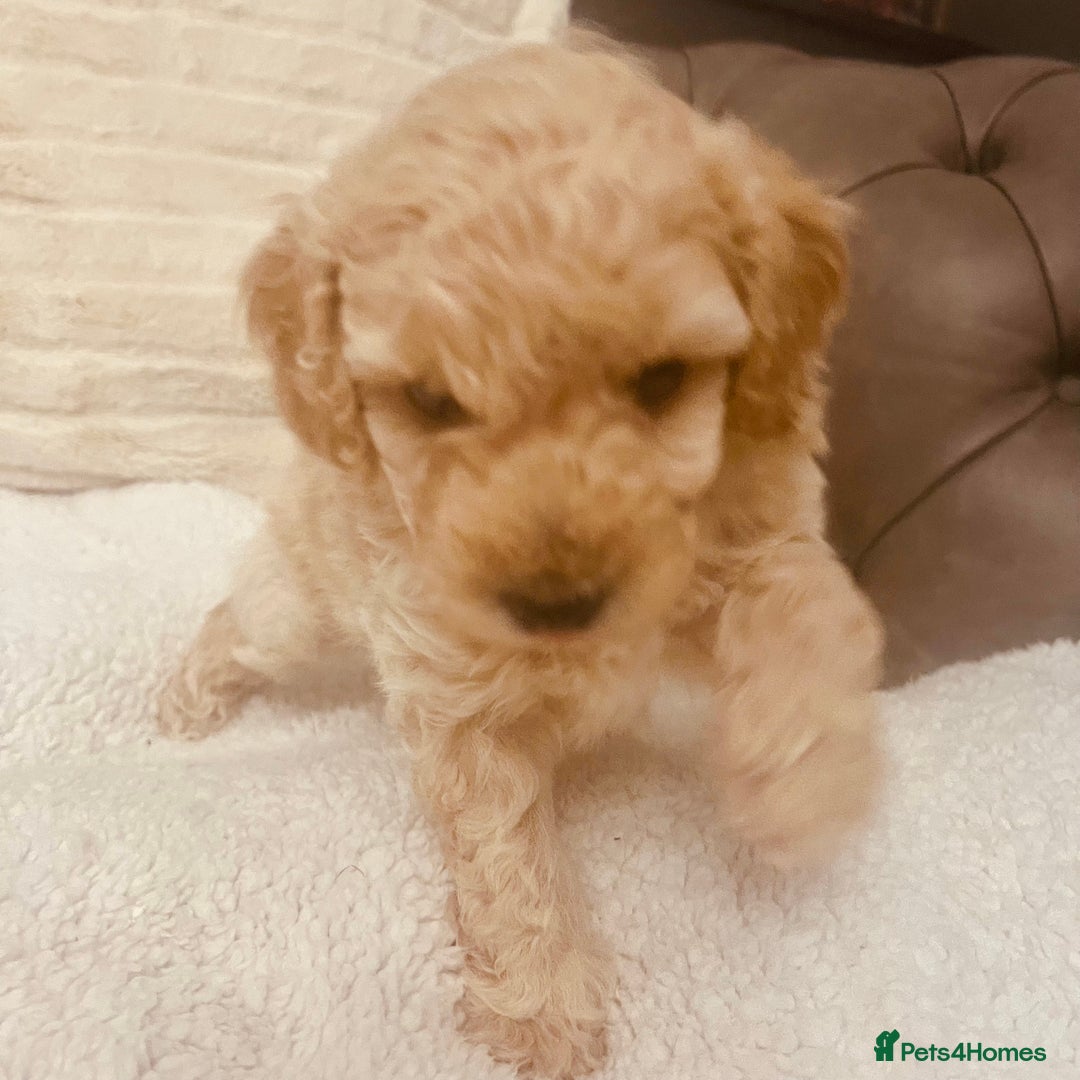 Toy Poodle dogs for sale: Toy poodle puppies - Image 4