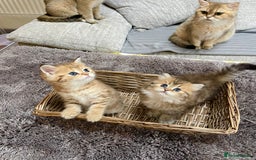 British Shorthair cats for sale: Lovely Golden BSh/BLh kittens/ 2 girls/ 💝 - Image 4