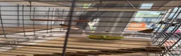 Finches birds for sale: male zebra finch  in Redditch - Advert 3
