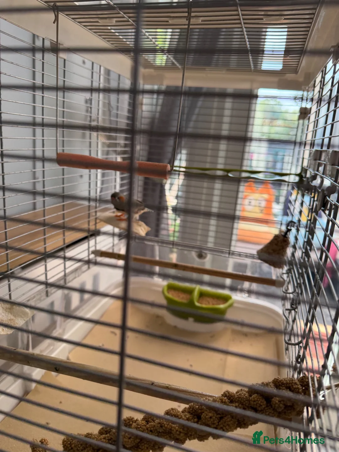 Finches birds for sale: male zebra finch  in Redditch - Advert 3