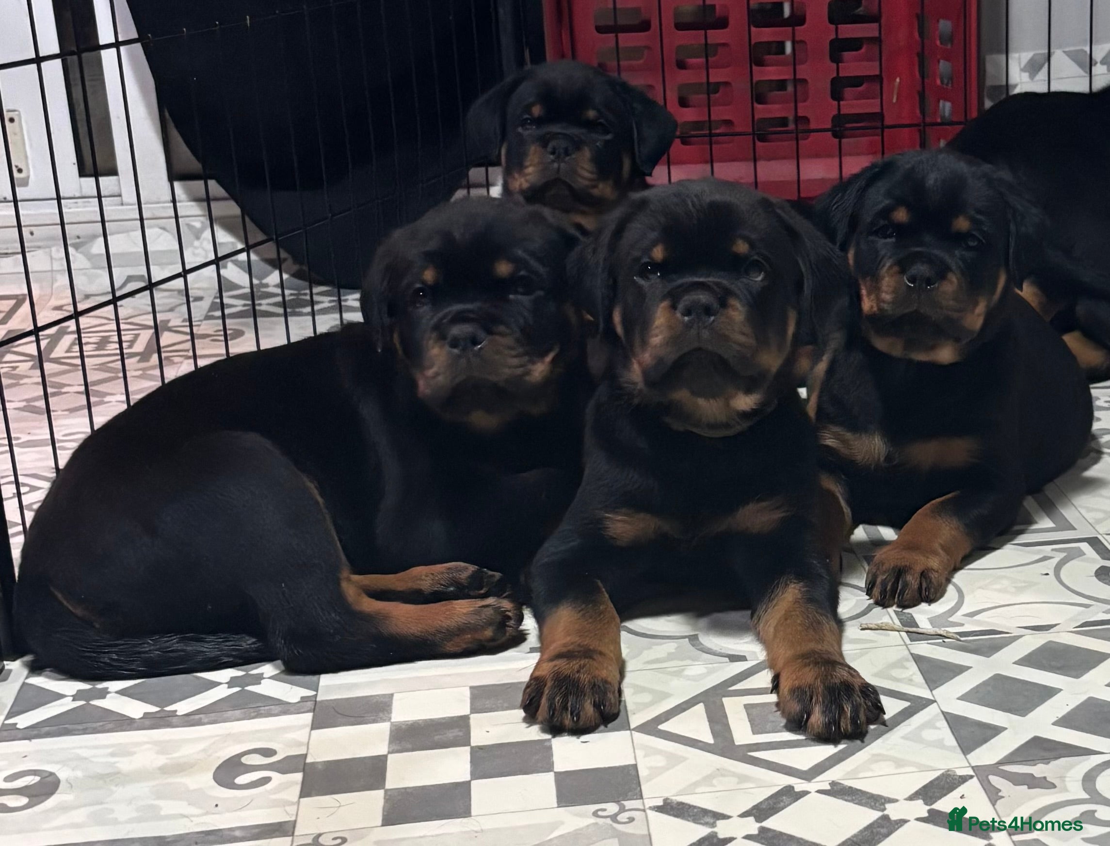 Rottweiler dogs Top Quality KC Health Tested Rottweiler Puppies  - Advert 1