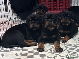 Rottweiler dogs Top Quality KC Health Tested Rottweiler Puppies - Advert 6