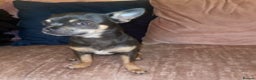 Chihuahua dogs for stud: small chihuahua stud only not for sale! proven  in King's Lynn - Advert 3