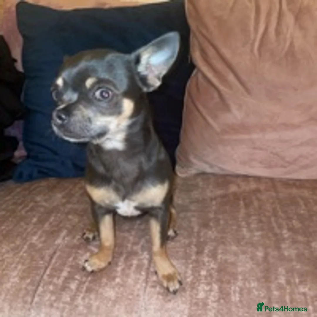 Chihuahua dogs for stud: small chihuahua stud only not for sale! proven  in King's Lynn - Advert 3
