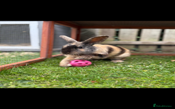 English rabbits for sale: Name: Roary  - Image 1