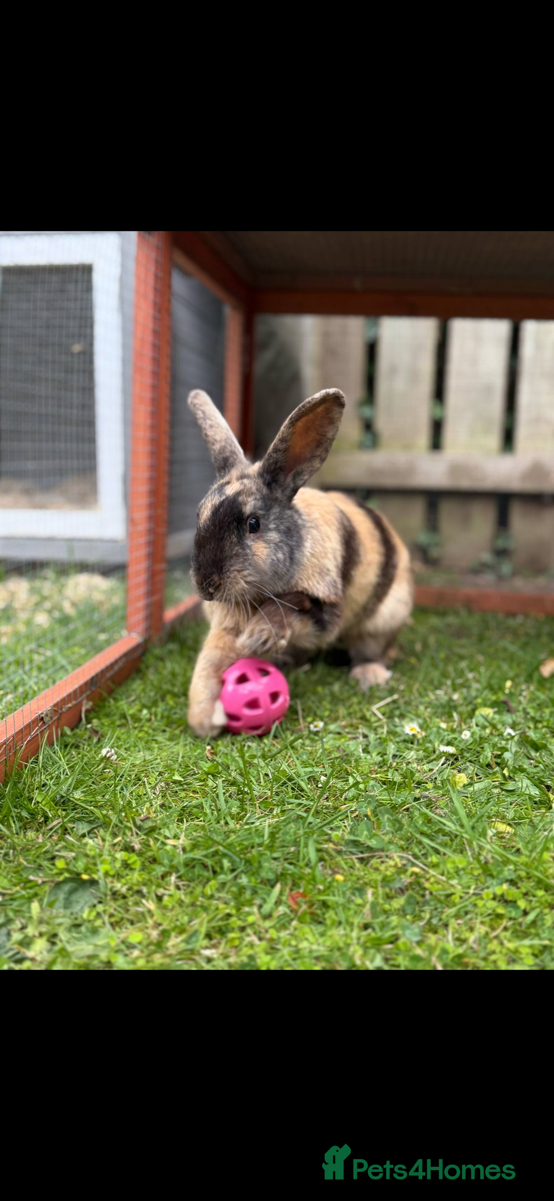 English rabbits for sale: Name: Roary  - Image 1