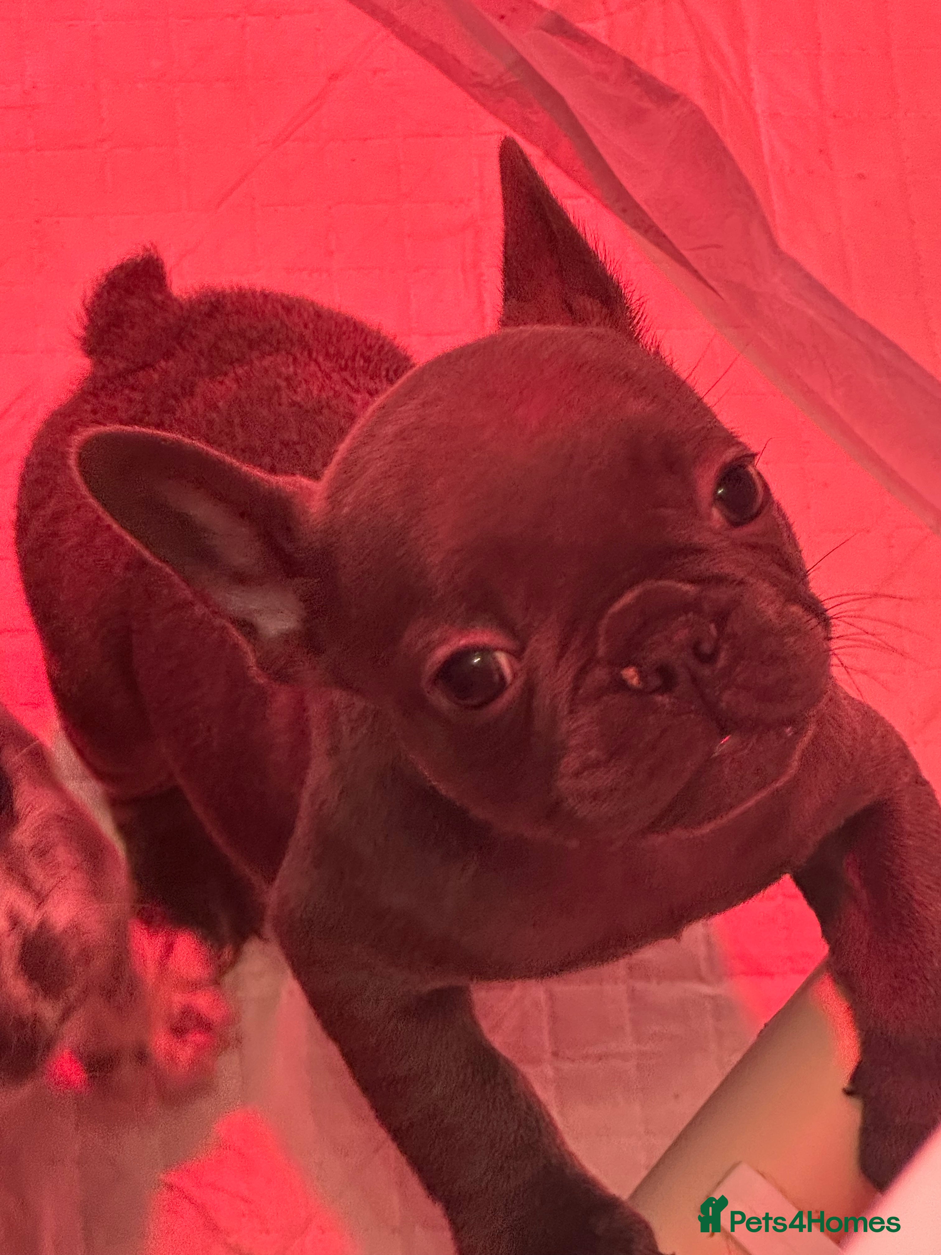 French Bulldog dogs 4 Beautiful Girl Frenchie's price negotiable - Advert 8