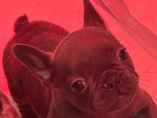 French Bulldog dogs 4 Beautiful Girl Frenchie's price negotiable - Advert 5