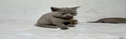 British Shorthair cats for sale: Stunning British Shorthair Lilac are available  - Advert 16