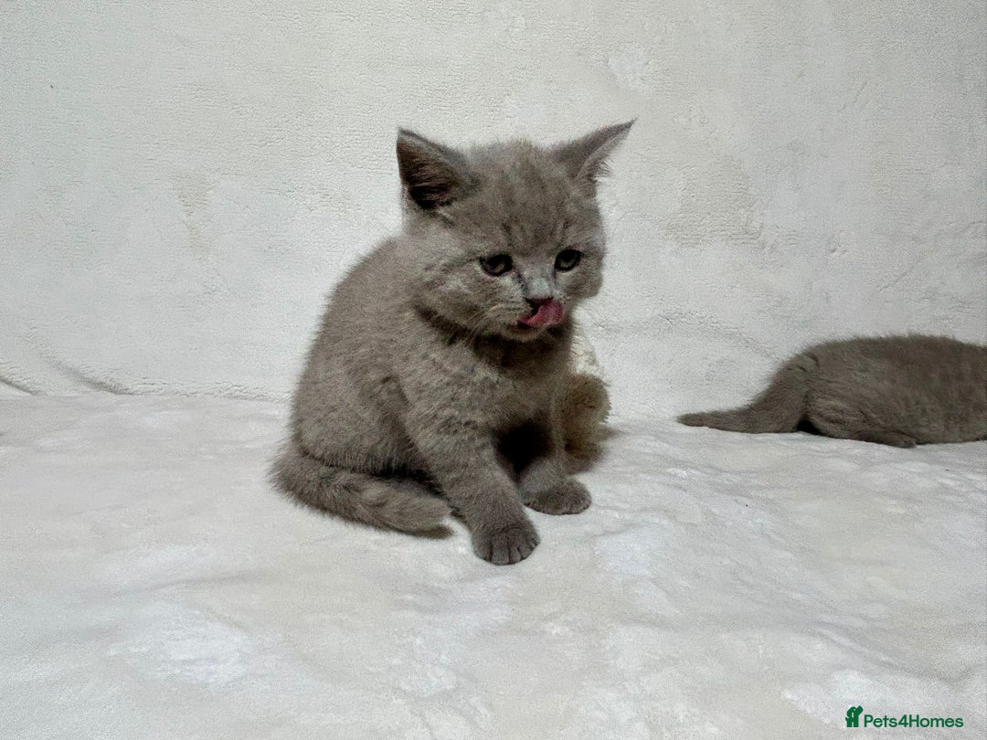 British Shorthair cats for sale: Stunning British Shorthair Lilac are available  - Advert 16