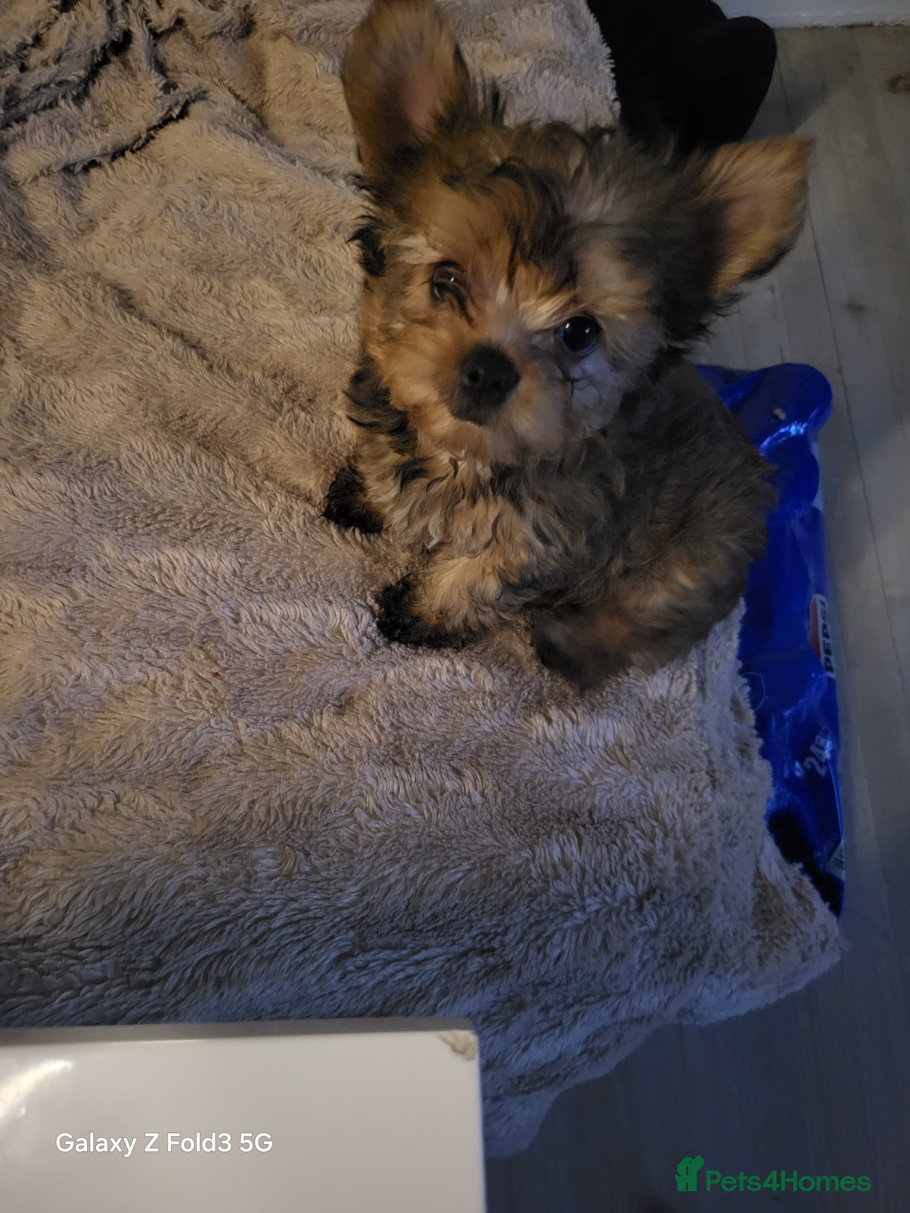 Yorkshire Terrier dogs Yorkie  - Advert 3