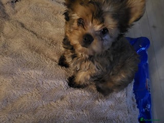 Yorkshire Terrier dogs Yorkie - Advert 1